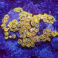 WYSIWYG Fiji Dragon Eye Multicolor Ultra Zoa Colony (85+ polyps) (W71)