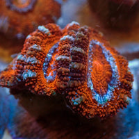 Blazin' Orange Acans (2-3 Polyps)