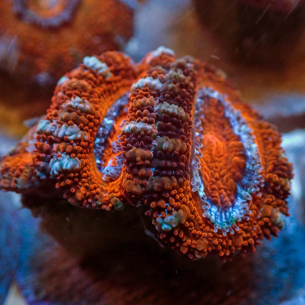 Blazin' Orange Acans (2-3 Polyps)
