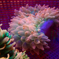 WYSIWYG Peach Bubble Tip Anemone (4-5")