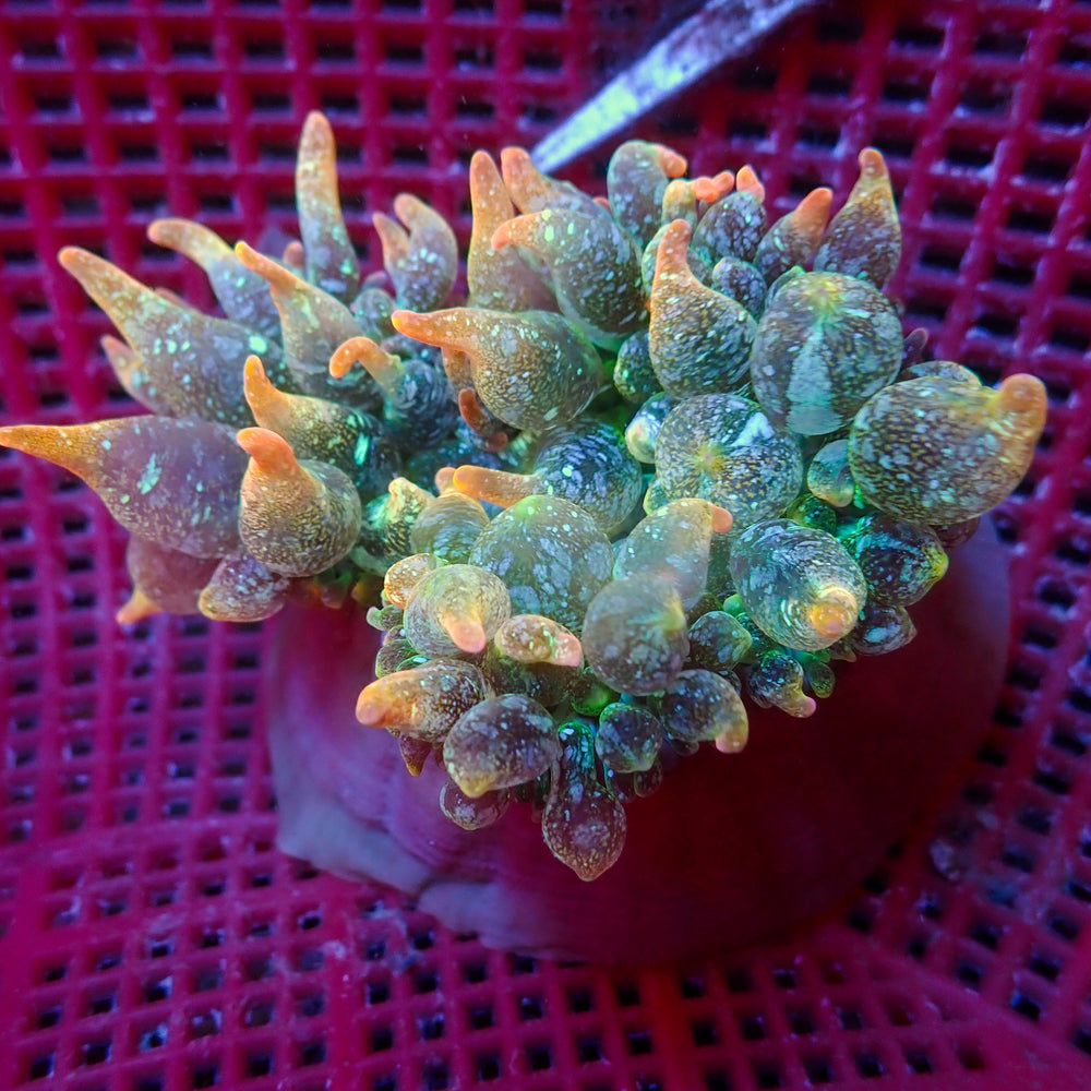 WYSIWYG Orange Sunburst Bubble Tip Anemone (3-5”)