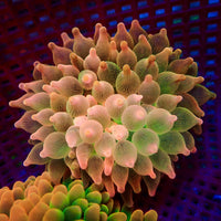 WYSIWYG Peach Bubble Tip Anemone (3-4")