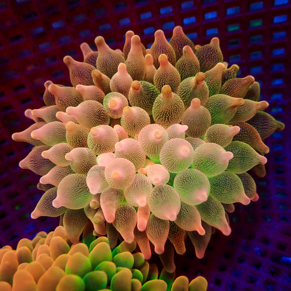 WYSIWYG Peach Bubble Tip Anemone (3-4