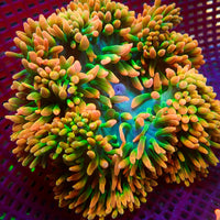 WYSIWYG Tropic Thunder Rainbow Bubble Tip Anemone (4-5")