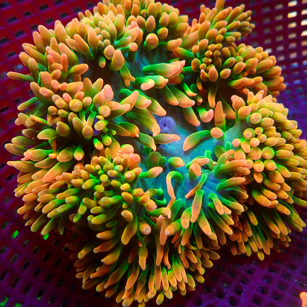 WYSIWYG Tropic Thunder Rainbow Bubble Tip Anemone (4-5
