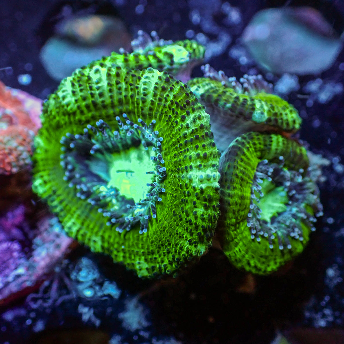 Mint Green Acans (2-3 Polyps) - Corals Anonymous