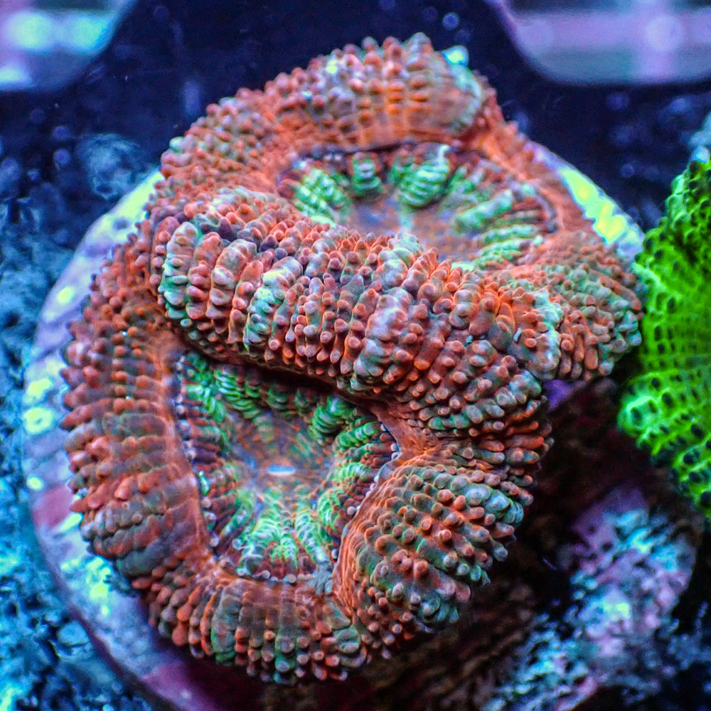 Watermelon Acans (2-3 Polyps)