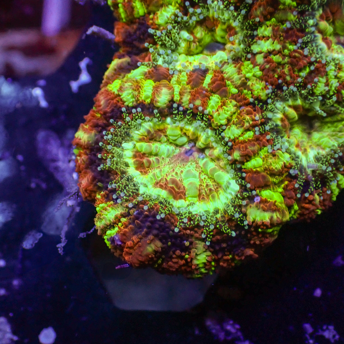 Lime Inferno Acans (2-3 Polyps) - Corals Anonymous