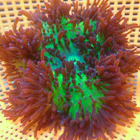 WYSIWYG She Hulk Sebae Anemone (4-5")