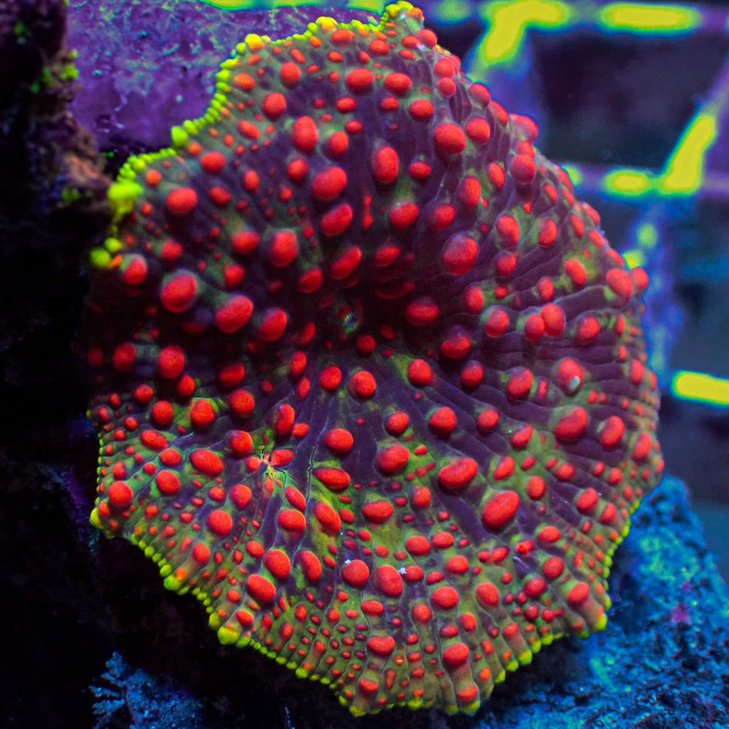 WYSIWYG Blood Viper Rainbow Discosoma Mushroom - Corals Anonymous