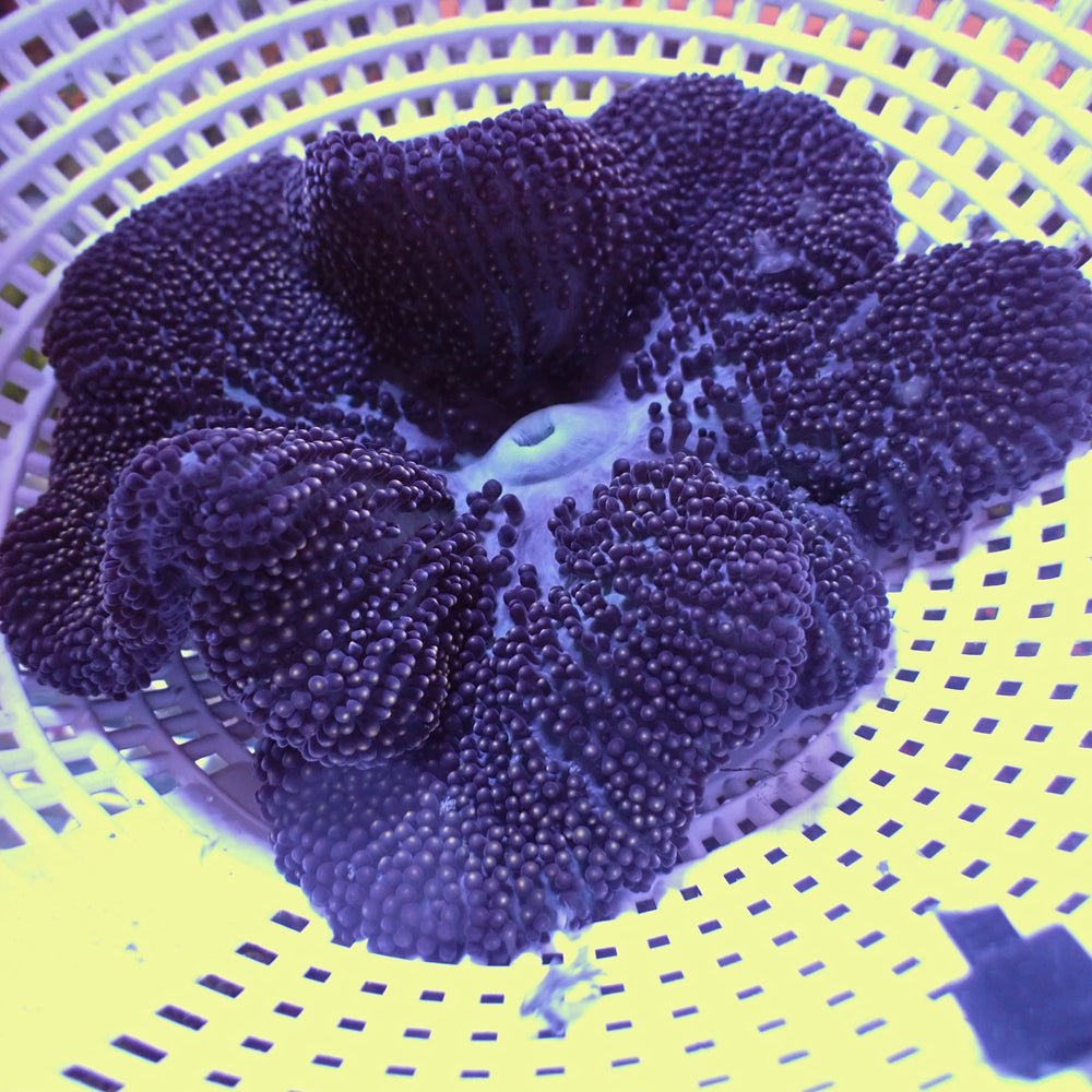 WYSIWYG Purple Mertensii Carpet Anemone (3-5”)