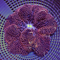 WYSIWYG Gold Starlight Mertensii Carpet Anemone (3-5”)