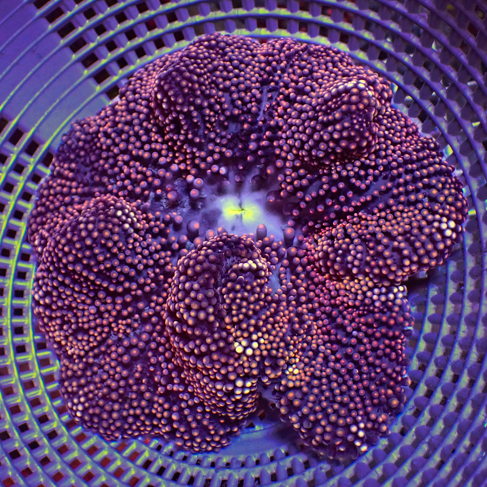 WYSIWYG Gold Starlight Mertensii Carpet Anemone (3-5”)
