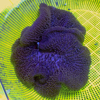 WYSIWYG Purple Mertensii Carpet Anemone (5-7")