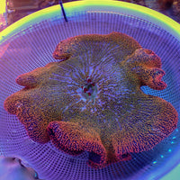 WYSIWYG Ultra Orange Sunkist Rainbow Haddoni Carpet Anemone (Showpiece, 13-15")