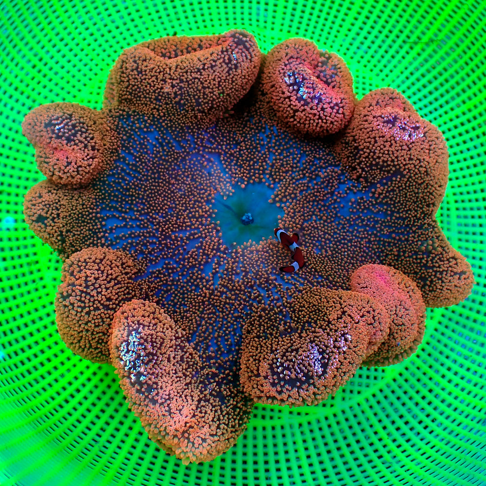 WYSIWYG Peach Rainbow Haddoni Carpet Anemone (11-13