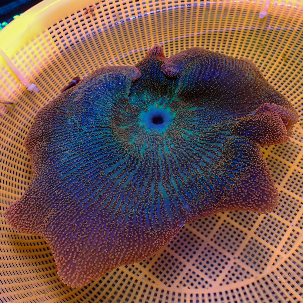 WYSIWYG Ultra Rainbow Haddoni Carpet Anemone (11-13
