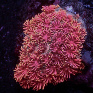 WYSIYWG Yellow Tip Blazin' Pink  Goniopora (0.5-1")