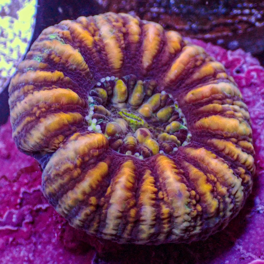 WYSIWYG Aussie Multicolor Tiger Button Scoly (0.5-1