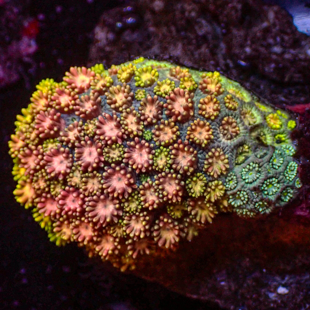 Rainbow Hippie Dream Goniopora (0.5-1