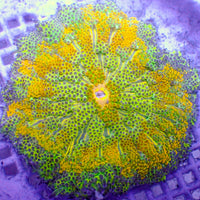 WYSIWYG Electric Grove Ultra Maxi Mini Carpet Anemone (2-3") (W111)
