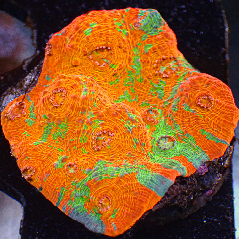 WYSIWYG Rainbow Cactus Cooler Chalice Large Frag (1.5-2