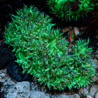 WYSIWYG Blue Tip Elegance Colony (5-6")