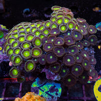 WYSIWYG Rainbow Zoa Combo Colony (50+ Polyps)