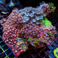 WYSIWYG XL Rainbow Zoa Cloves Mushroom Combo Rock Colony (7-9”)