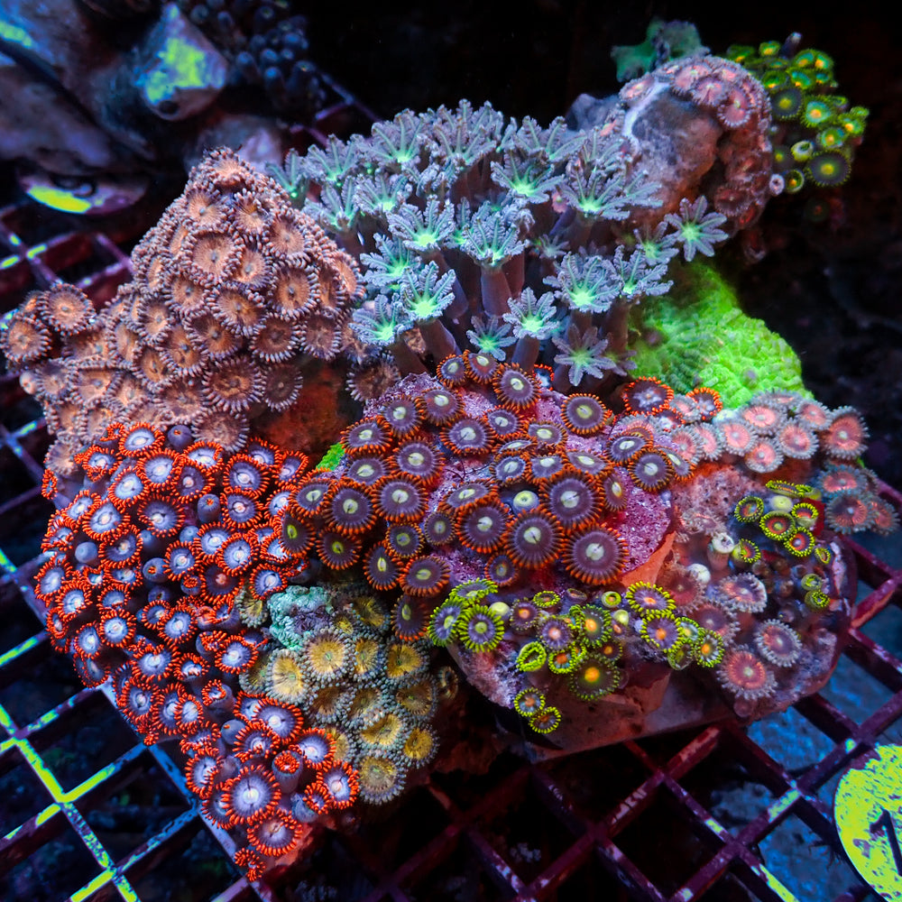 WYSIWYG XL Rainbow Zoa Cloves Mushroom Combo Rock Colony (7-9”)