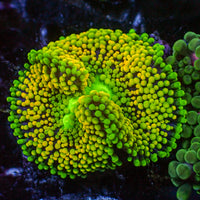 WYSIWYG Yellow Florida Ricordea Mushroom (2 Polyps)