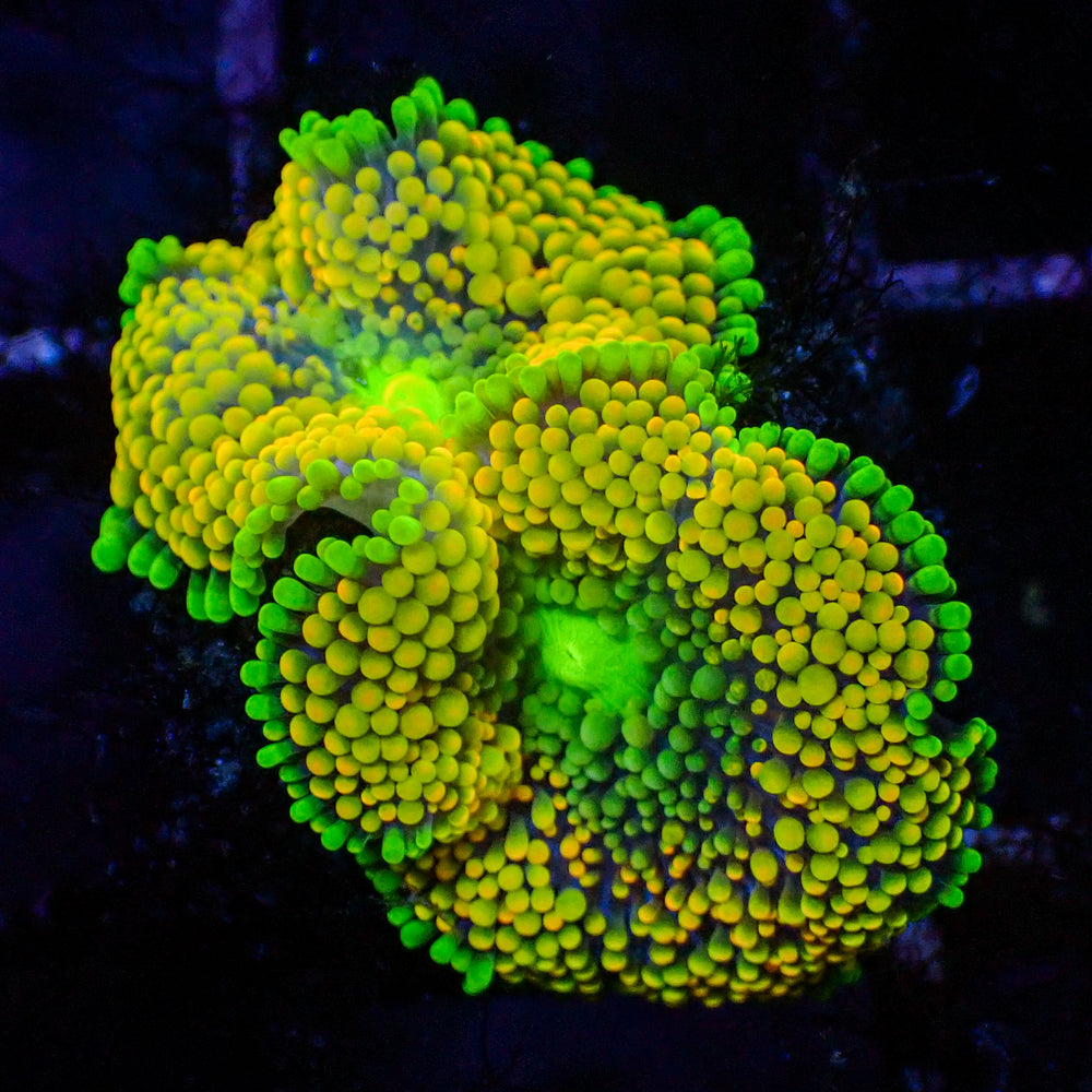 WYSIWYG Yellow Florida Ricordea Mushroom (2 Polyps)