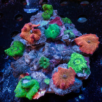 WYSIWYG Rainbow Discosoma Mushroom Combo Colony (10+ Polyps)