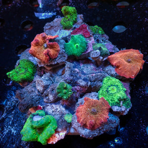 WYSIWYG Rainbow Discosoma Mushroom Combo Colony (10+ Polyps)