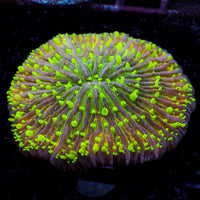 Ultra Rainbow Fantasia Plate Coral (2-3")