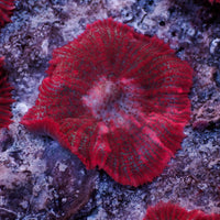 Aussie Blood Red Rhodactis Mushroom (1-1.5")
