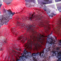 Aussie Blood Red Rhodactis Mushroom (1-1.5")
