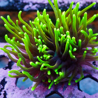 WYSIWYG Dragon Soul Torch Colony (3 Polyps)