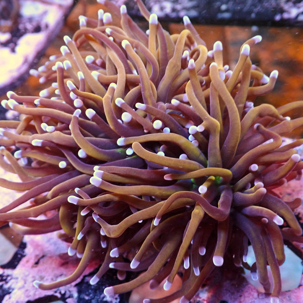 WYSIWYG NY Knicks Torch Colony (3 Polyps)