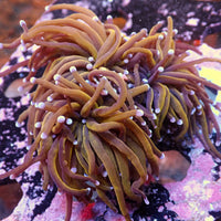 WYSIWYG NY Knicks Torch Colony (3 Polyps)