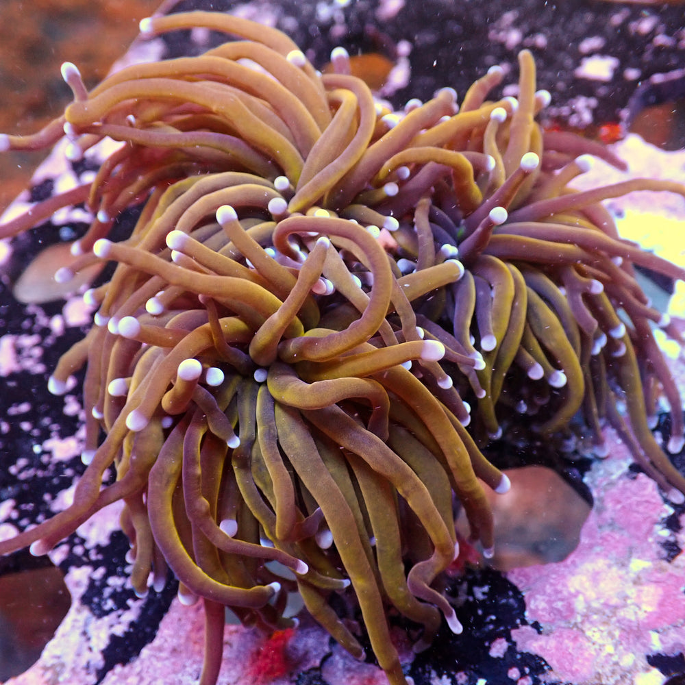 WYSIWYG NY Knicks Torch Colony (3 Polyps)