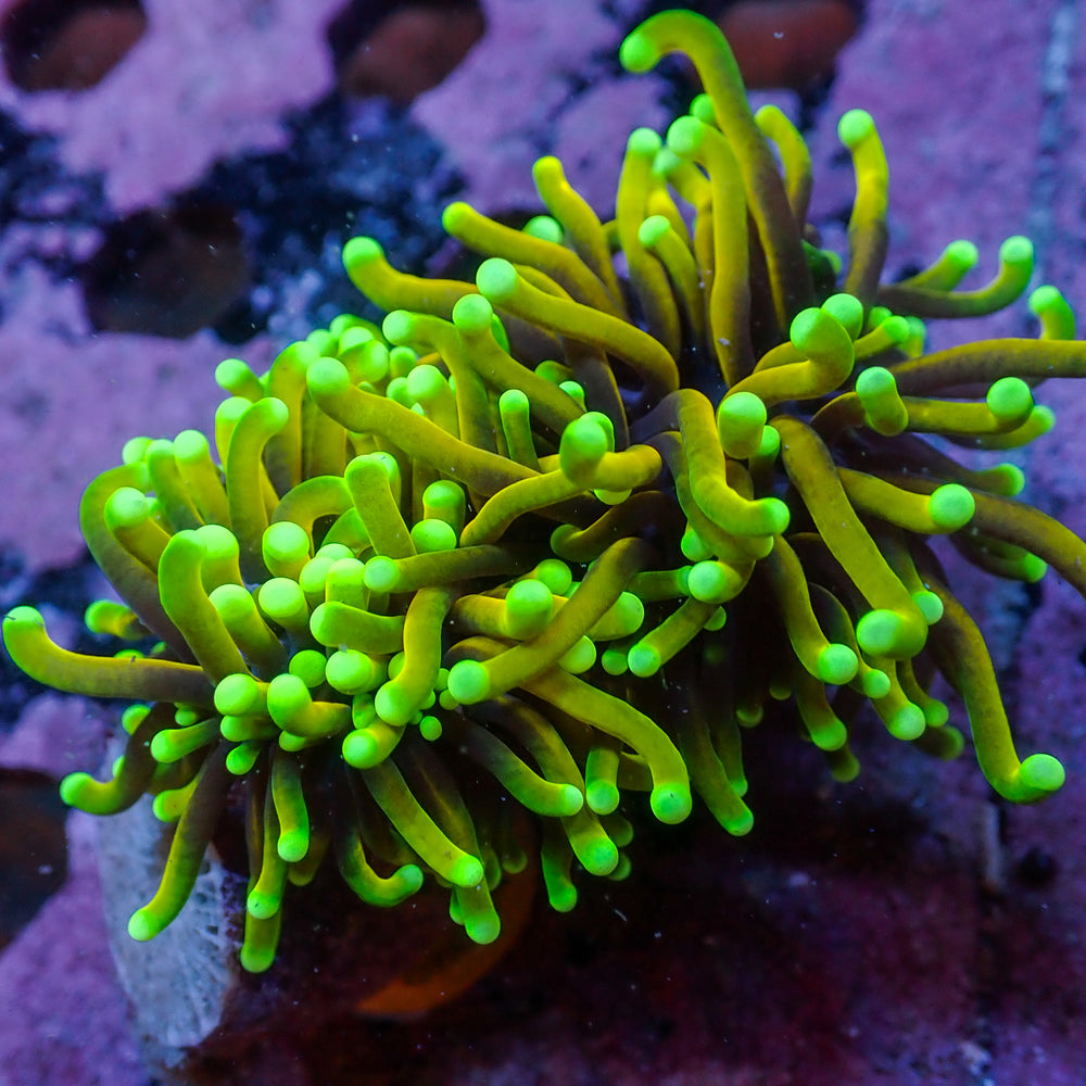 WYSIWYG Inferno HellFire Indo Gold Torch Colony (2 Polyps)