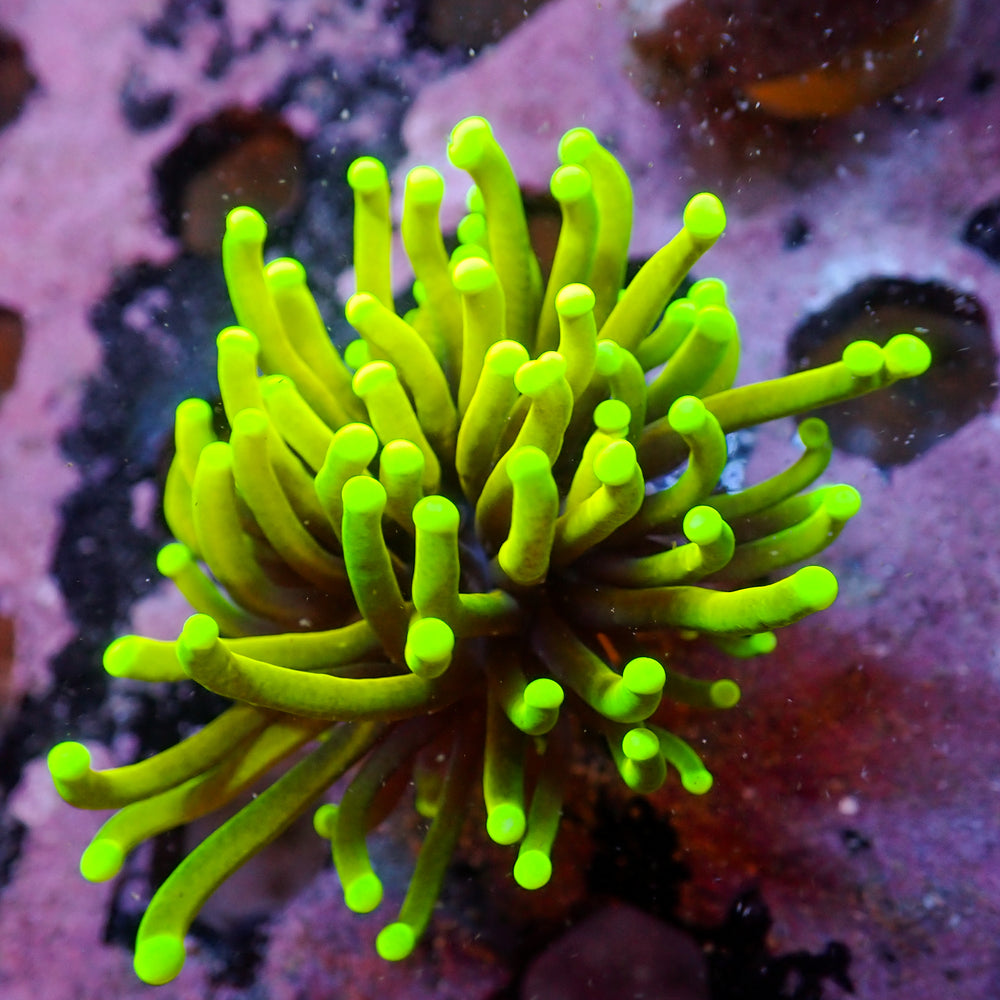 WYSIWYG Hellfire Indo Gold Torch (1 Polyp)