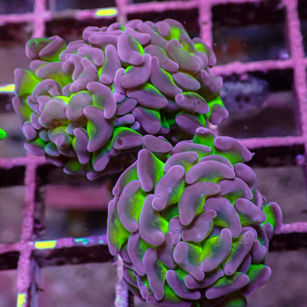 WYSIWYG Purple Tip Hammer Colony (3 Polyps)
