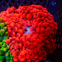 WYSIWYG Red Devil Bubble Tip Anemone (3-5")