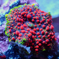 WYSIWYG Blood Viper Rainbow Discosoma Mushroom
