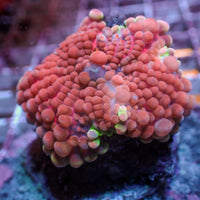 WYSIWYG Bubbly Strawberry Pink Yuma Mushroom