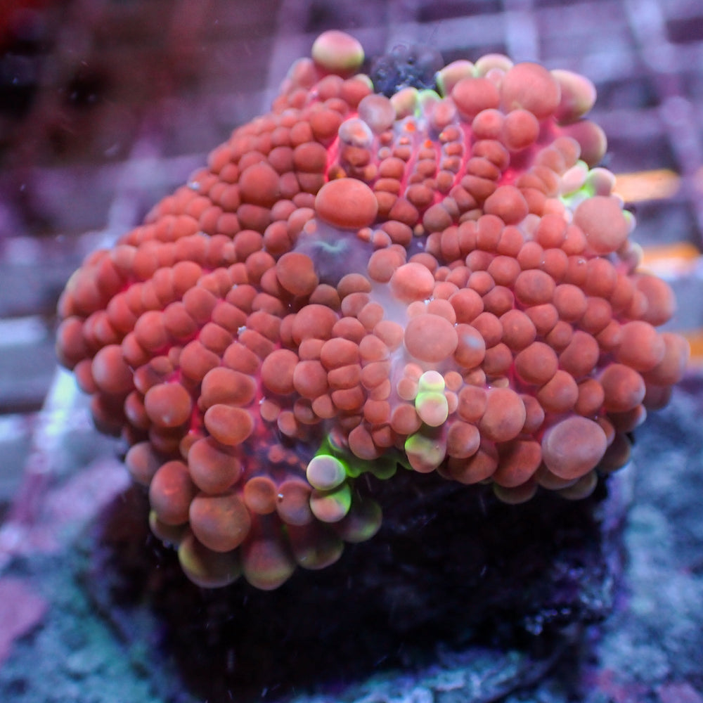 WYSIWYG Bubbly Strawberry Pink Yuma Mushroom