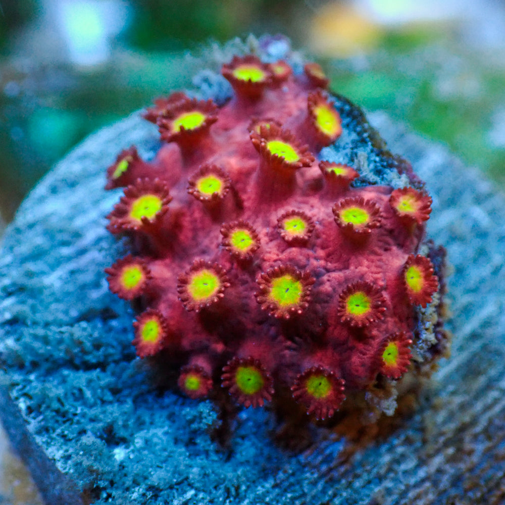 WYSIWYG Goldenflare Rainbow Goniopora (0.5-1” Frag)