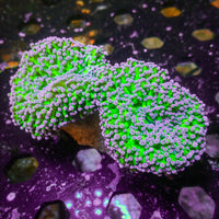 WYSIWYG Purple Tip Green Wall Frogspawn Colony (3-4”)